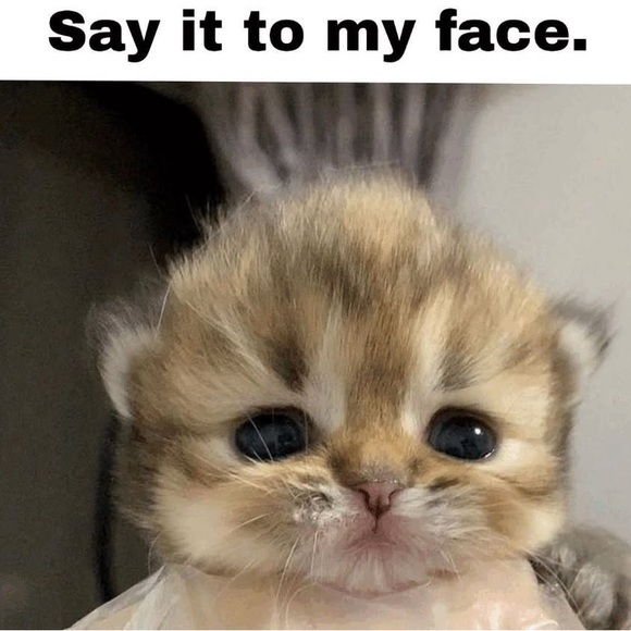 Meet your Posher, Bo - Picture 1 of 1